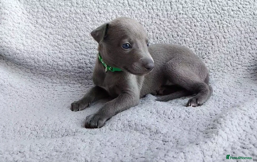 Whippet dogs for sale: KC Registered True to type whippets - Advert 1