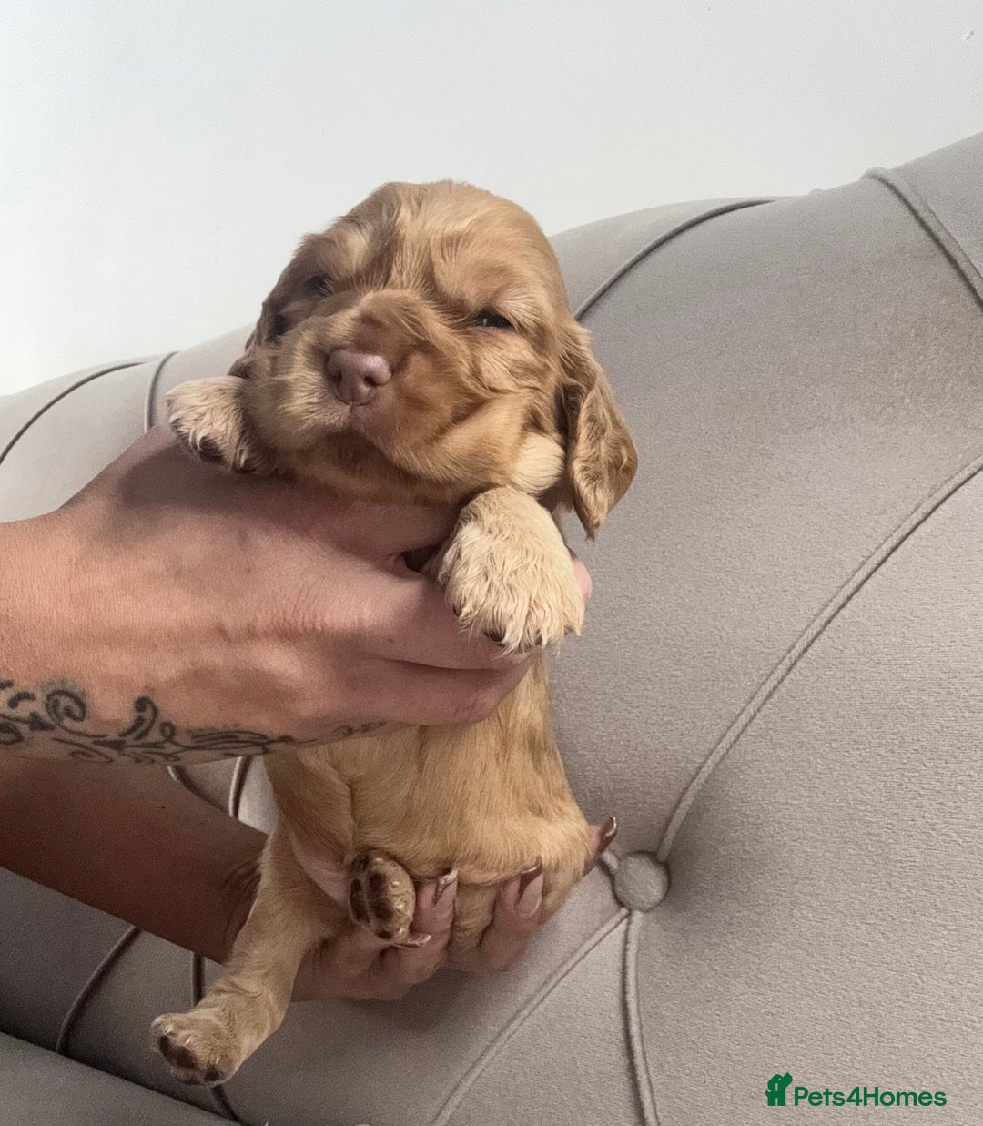 Cocker Spaniel dogs for sale: Kc Registered Show Type Cocker Spaniel puppies - Image 5