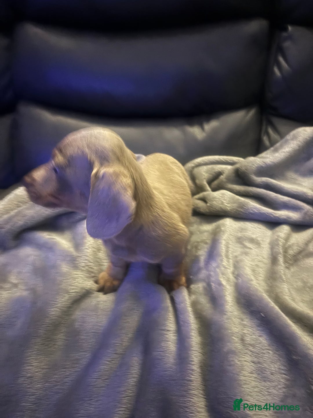 Miniature Dachshund dogs for sale: Miniature Dachshund - Advert 11