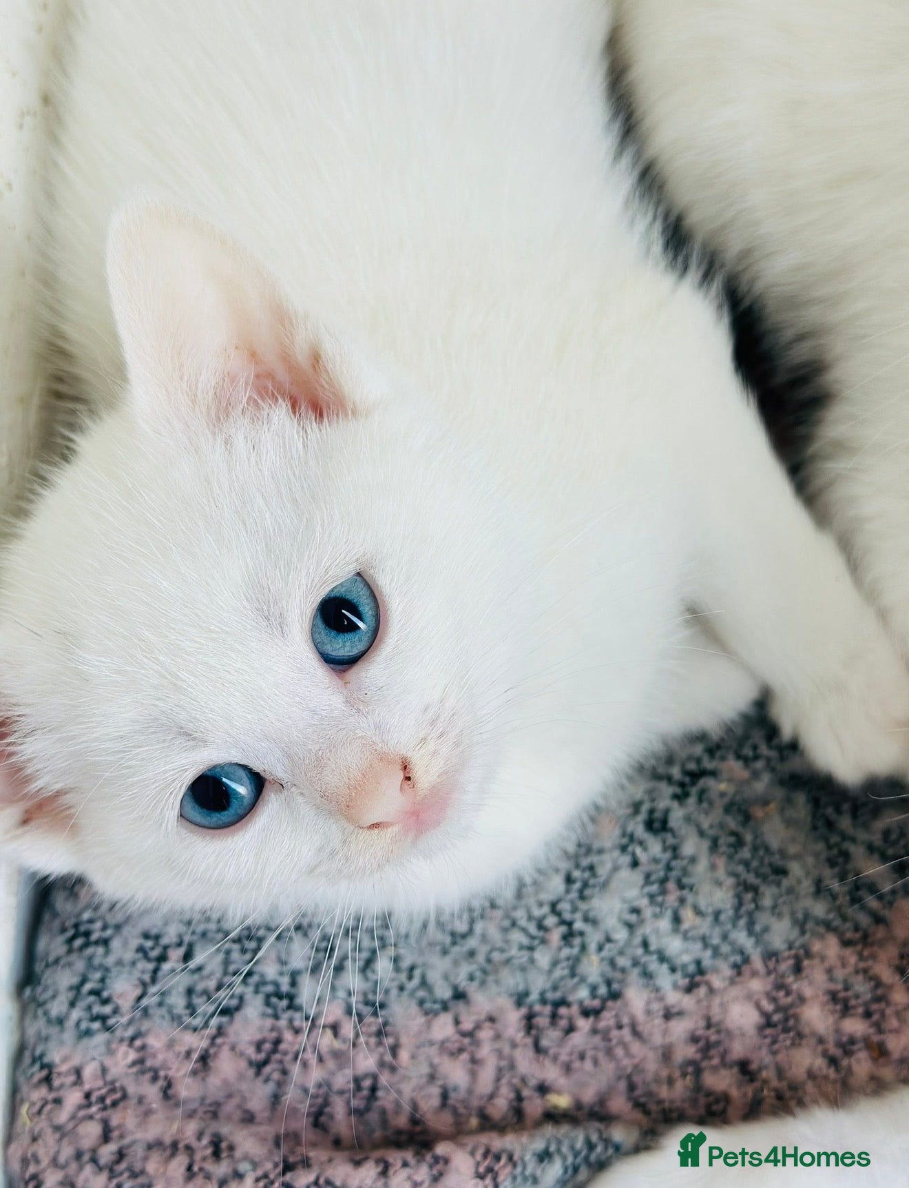 Turkish Angora cats ✨ Snow White – Stunning Blue-Eyed  - Advert 10