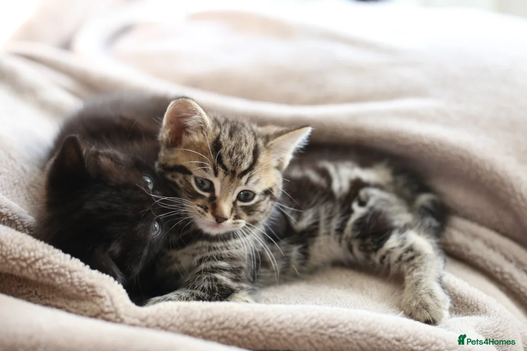 Mixed Breed cats for sale: ADORABLE KITTENS - Advert 1