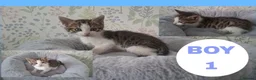 Mixed Breed cats for sale: Stunning kittens for sale  - Advert 3