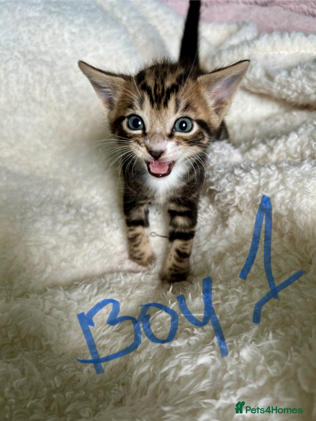 Domestic Shorthair cats for sale: Domestic beautiful kittens  - Image 6