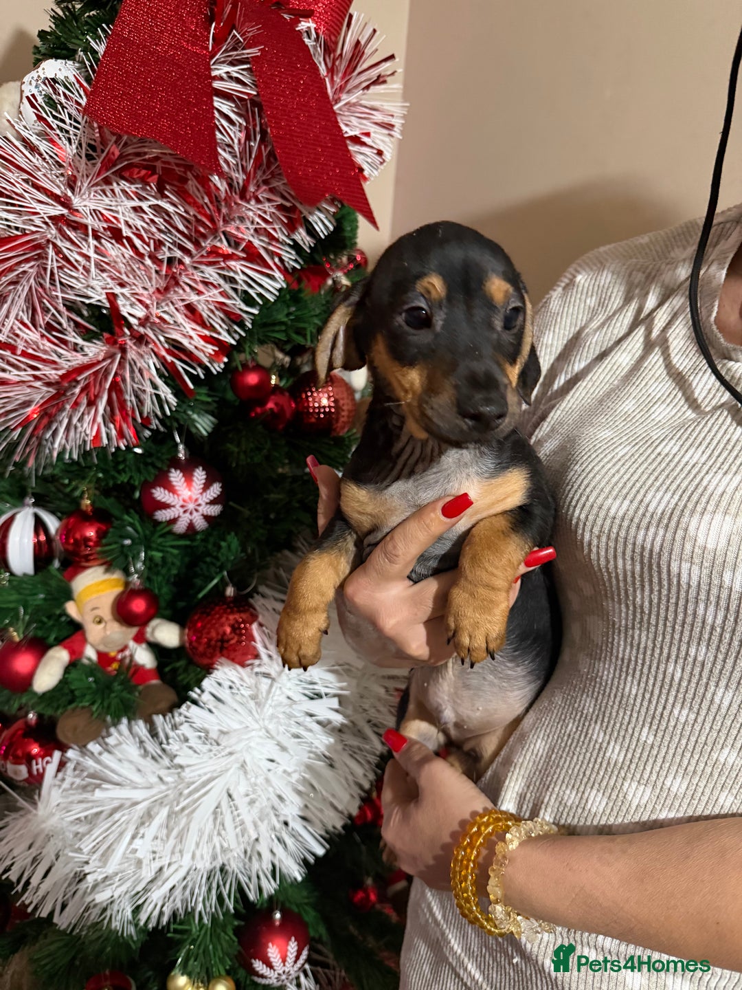 Jack Russell dogs for sale: LAST Jack Russell Puppy READY TO GO - Advert 12