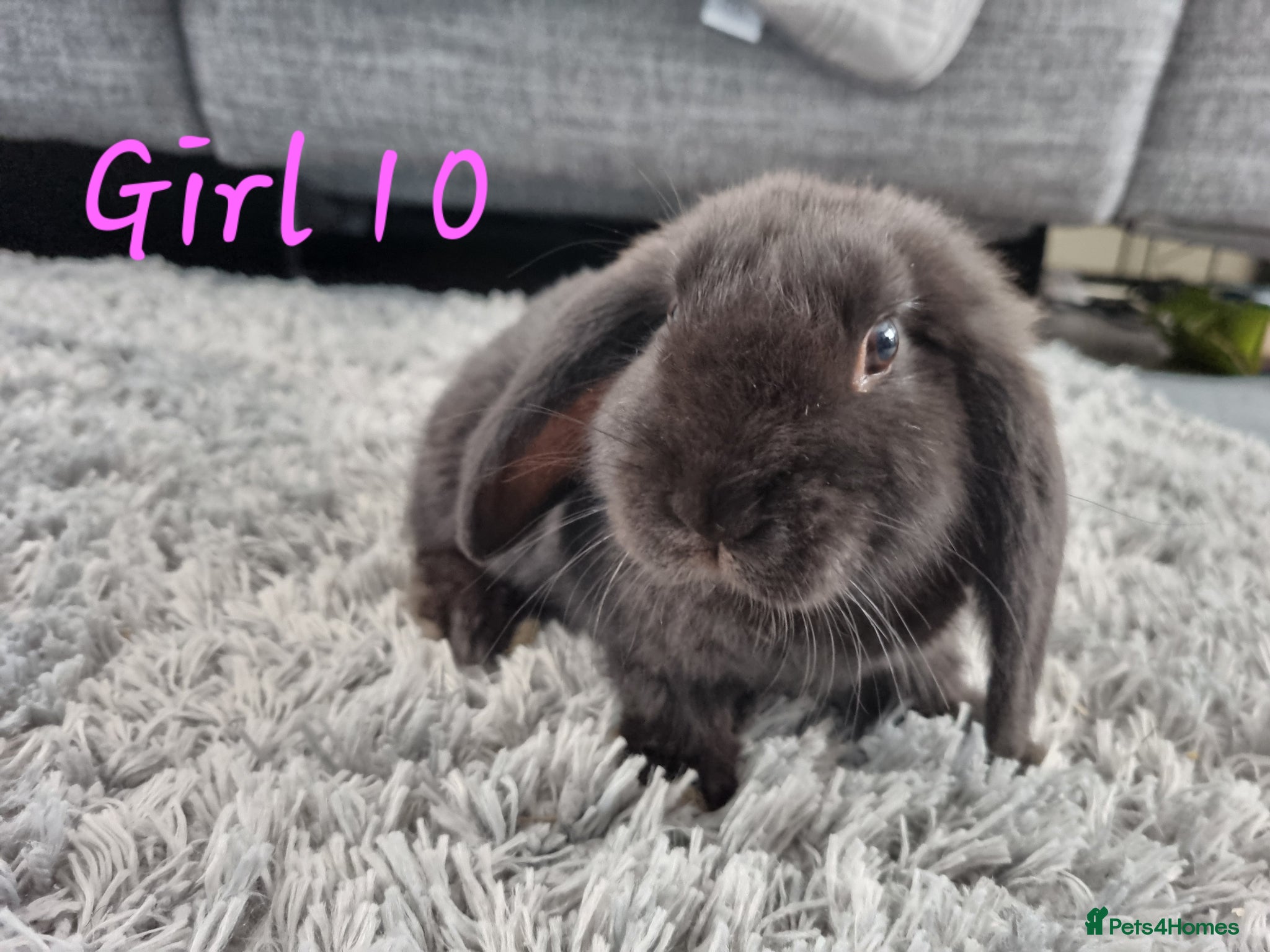 Mini Lop rabbits Cute French x Mini Lop Ready to Go!!! - Advert 2