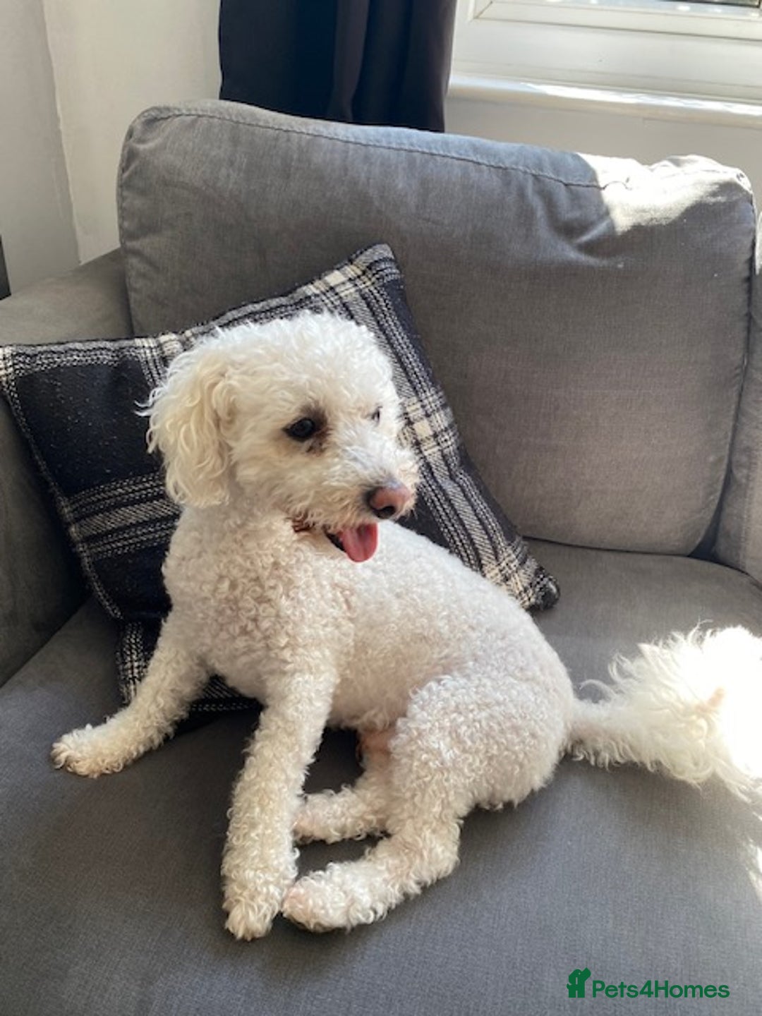 Bichon Frise dogs for sale: 💛Shih Tzu & Bichon Frise, 12 years old) 💛 - Image 5
