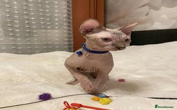 Sphynx cats for sale: Adorable Sphynx Kitten for sale  - Image 4