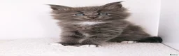 Maine Coon cats for sale: DNA health tested Maine coon kittens  - Advert 25