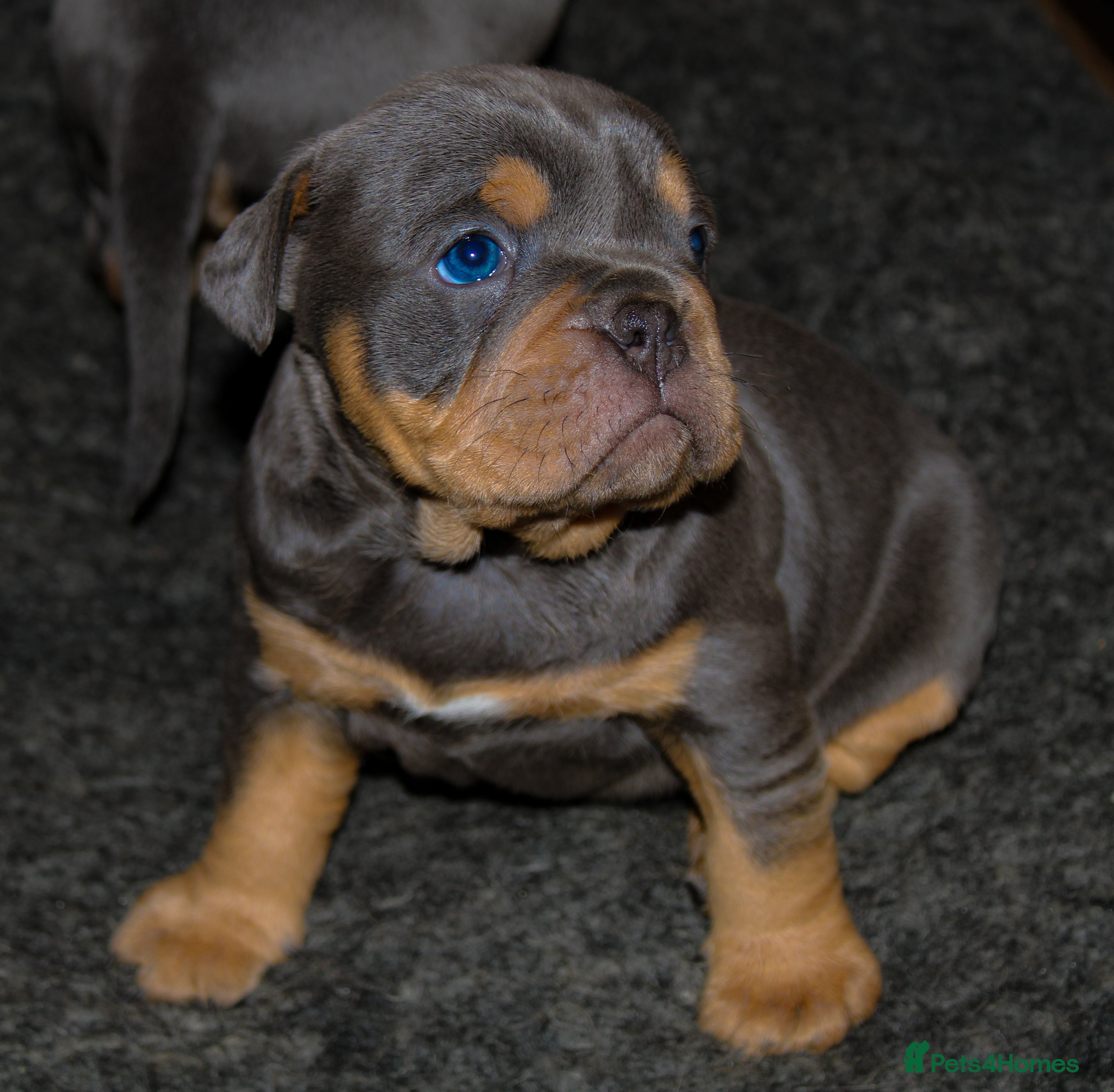 Olde English Bulldogge dogs Olde English bulldog puppies  - Advert 4