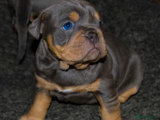 Olde English Bulldogge dogs Olde English bulldog puppies - Advert 4