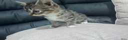 Mixed Breed cats for sale: One tabby female kitten  - Advert 2