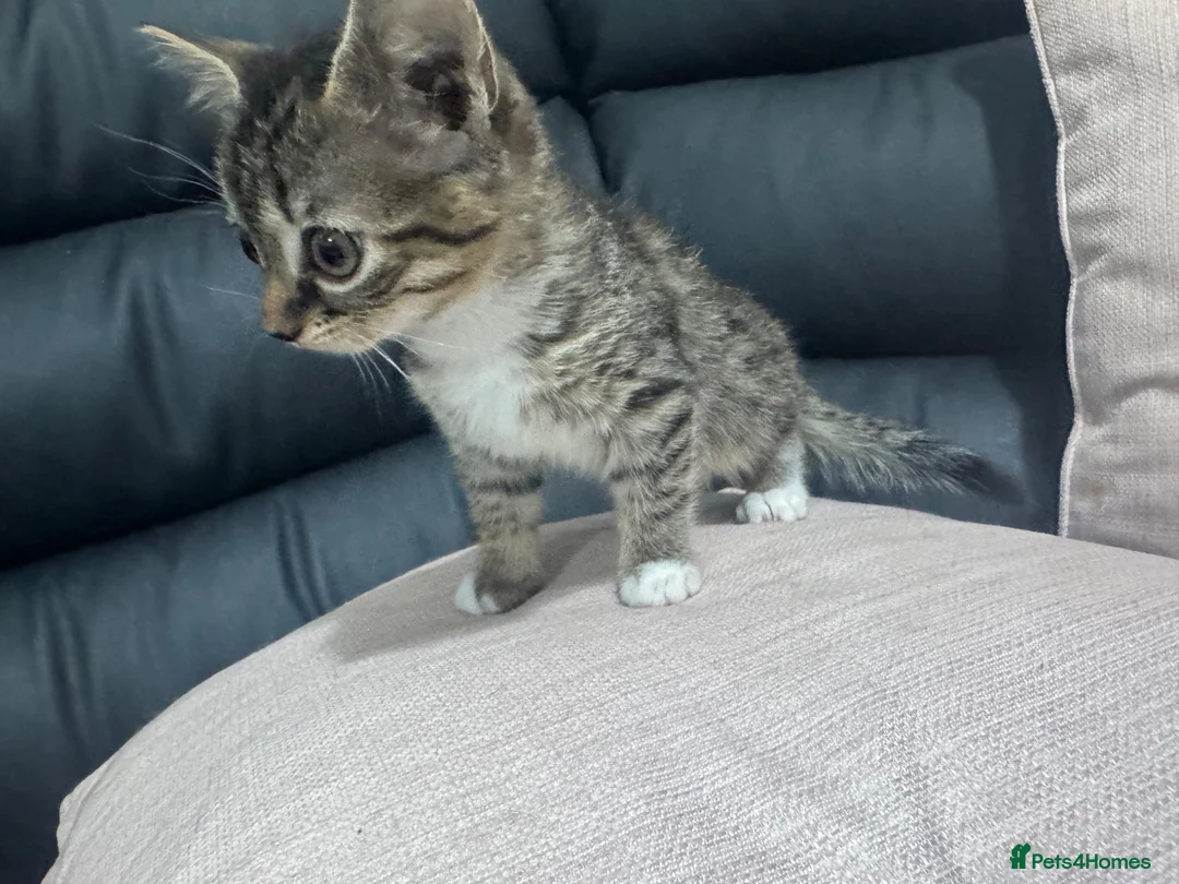 Mixed Breed cats for sale: One tabby female kitten  - Advert 2