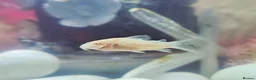 Other/Mixed Breed fish for sale: 6 Cold Water Fish Need New Home - Advert 6