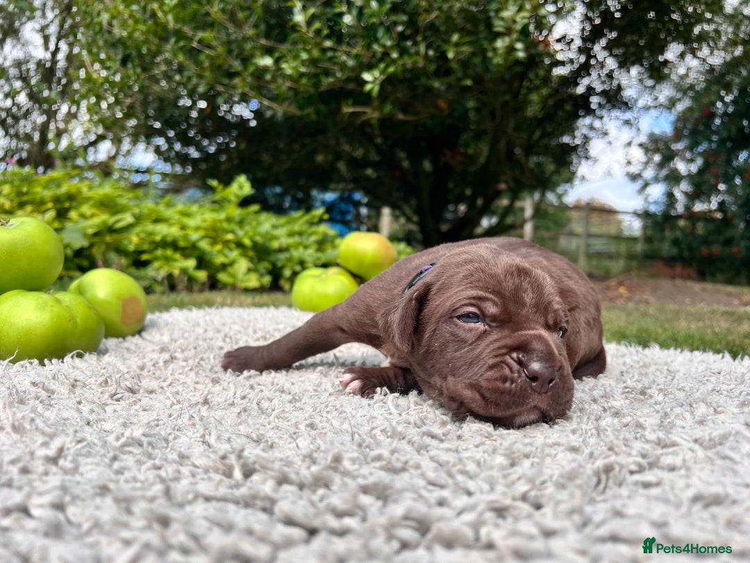 Cane Corso dogs for sale: Exceptional litter, Italian Cane Corsos, ICCF Peds - Image 14