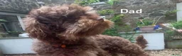 Schnoodle dogs for sale: F1 Toy Schnoodles  - Advert 19