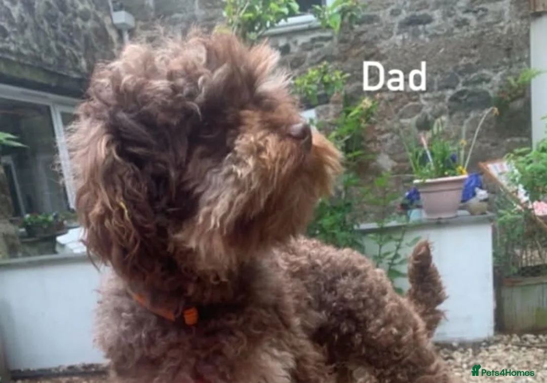 Schnoodle dogs for sale: F1 Toy Schnoodles  - Advert 19