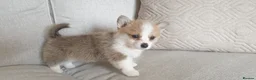 Welsh Corgi Pembroke dogs for sale: 8 Beautiful Kc Welsh Corgi puppies ready soon... - Advert 16
