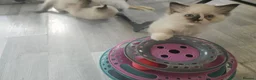 Ragdoll cats for sale: 1 boy and 2 Ragdoll girls are available  - Advert 20