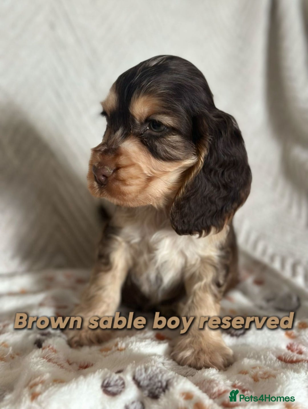 Cocker Spaniel dogs for sale: Show cocker Spaniel puppies ready to leave now - Advert 24