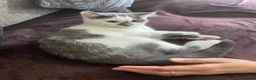 Mixed Breed cats for sale: White and Grey Kitten - Advert 4
