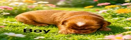 Cockapoo dogs for sale: DNA CLEAR, Stunning F1 Cockapoo puppies - Advert 6