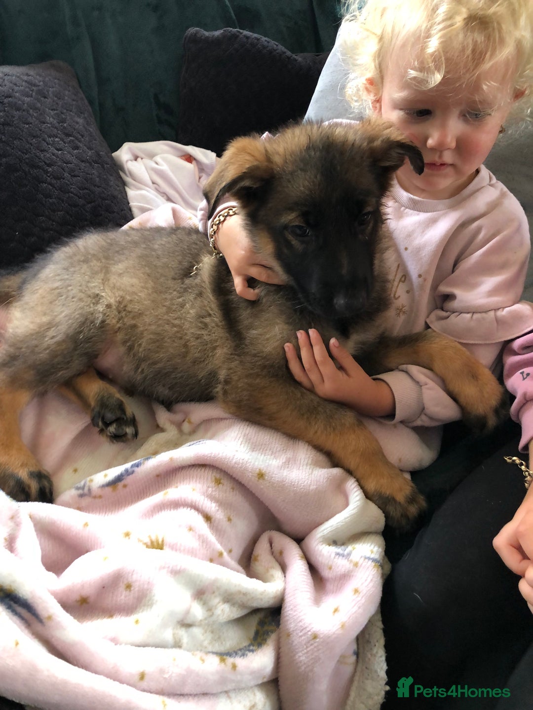 German Shepherd dogs for sale: Gorgeous German shepherd puppies  - Image 8