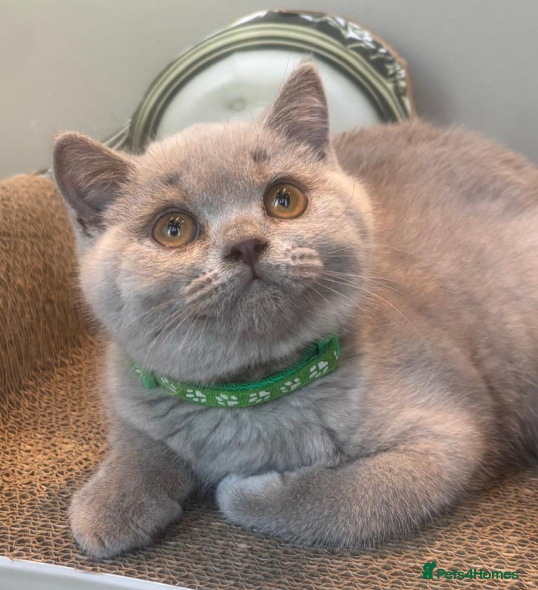 British Shorthair cats GORGEOUS British Short Hair Blue Kittens - Advert 2