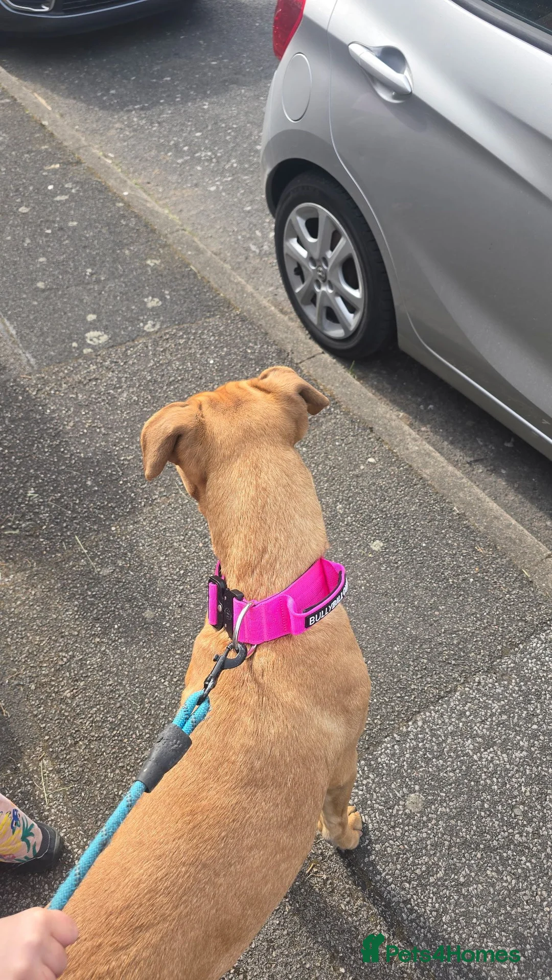 Cane Corso dogs for sale: This is sky  in Sheffield - Advert 2