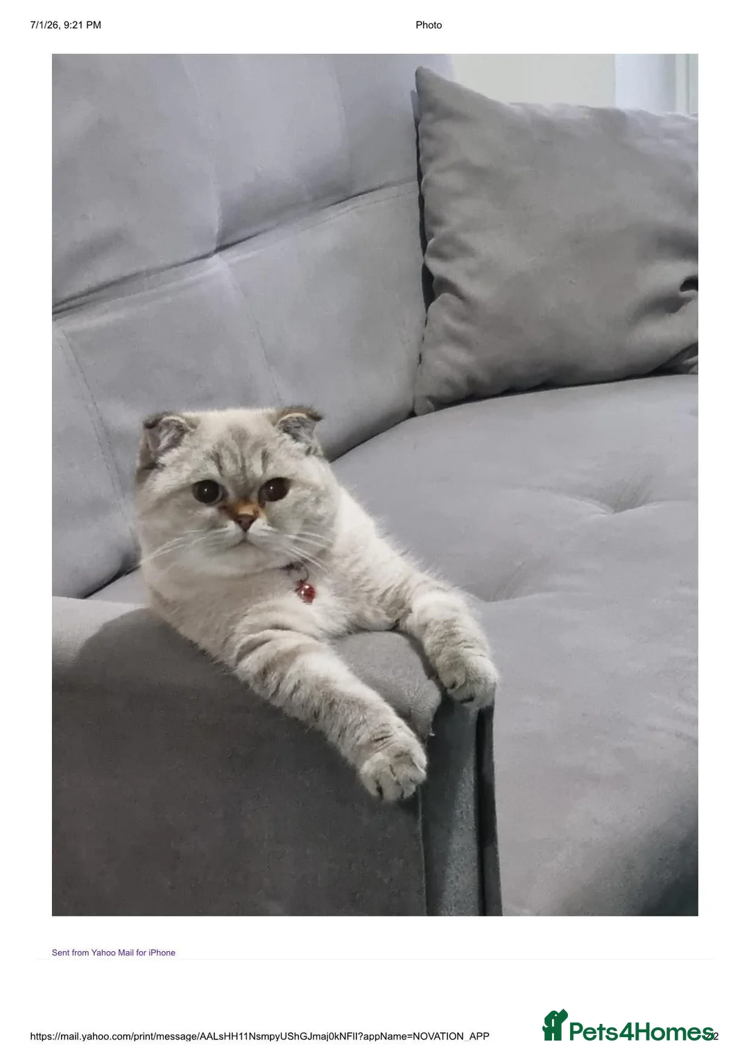 Mixed Breed cats for sale: Boy and Girl in Basildon - Advert 1