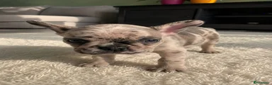 French Bulldog 1