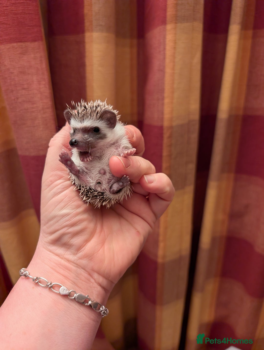 Pygmy Hedgehog rodents for sale: Lovely baby boys  - Advert 5