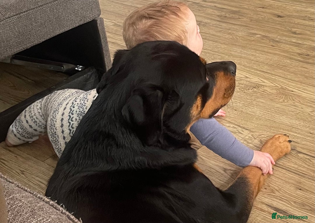 Rottweiler dogs for sale: 2 year old boy (Rex) - Advert 2