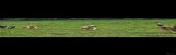 Whippet dogs for sale: Kc reg whippet litter - Advert 11