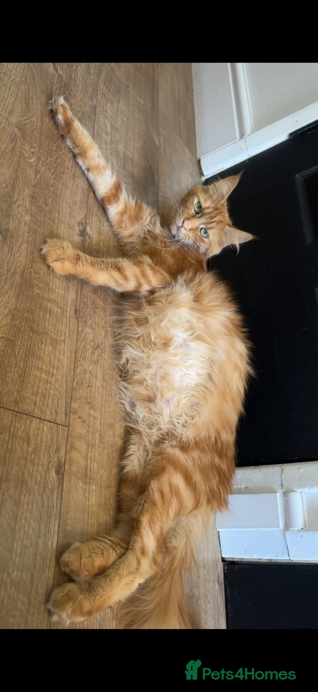 Maine Coon cats for sale: Mainecoon kittens  in Birmingham - Advert 1