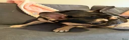 French Bulldog dogs for sale: French Bull dog in Oakham - Advert 5
