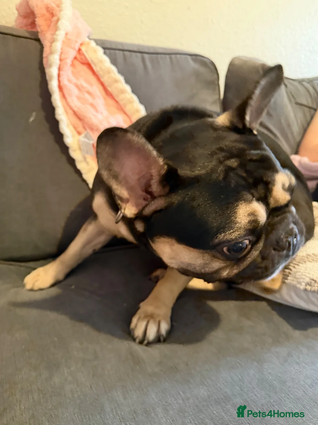 French Bulldog dogs for sale: French Bull dog in Oakham - Advert 5