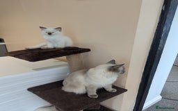 Ragdoll cats for sale: Gccf Registered Chocolate Point Ragdoll Kittens  - Image 8