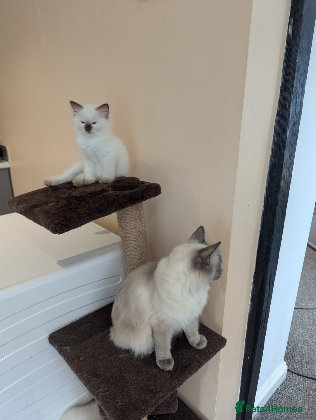 Ragdoll cats for sale: Gccf Registered Chocolate Point Ragdoll Kittens  - Image 8