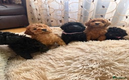 Toy Poodle dogs for sale: KC REG Purebred Stunning Toy Poodle Pups❤️  - Image 15