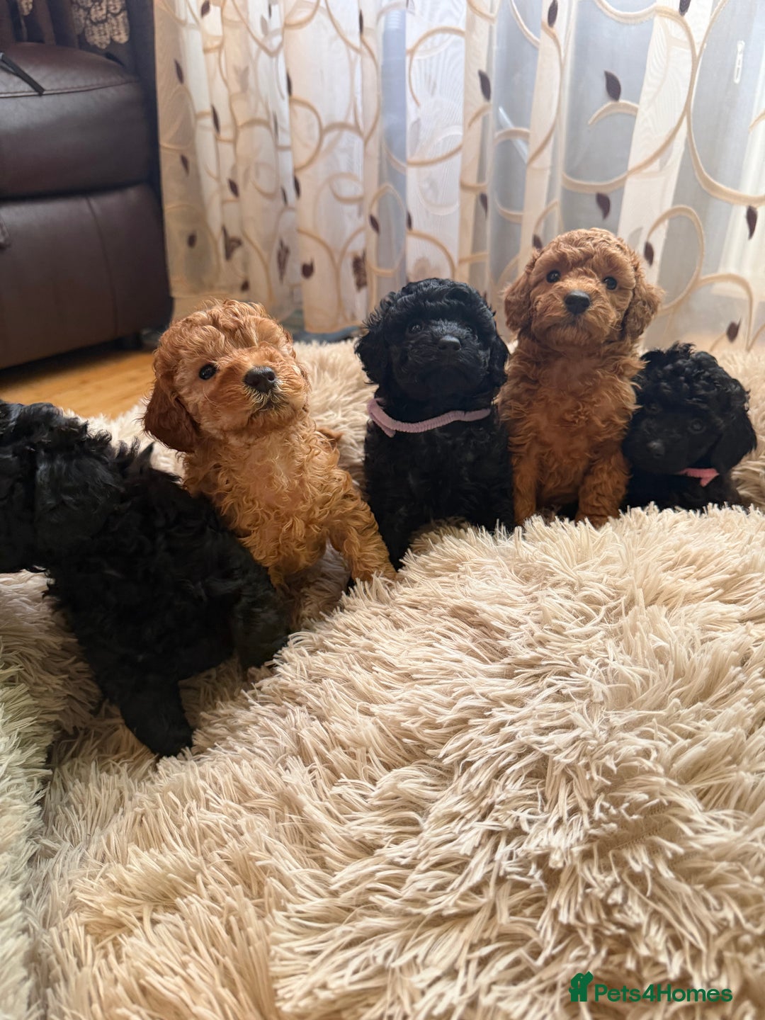 Toy Poodle dogs for sale: KC REG Purebred Stunning Toy Poodle Pups❤️  - Image 15