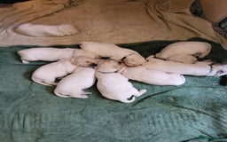 Golden Retriever dogs for sale: CHUNKY CREAM PUPPIES  - Image 2