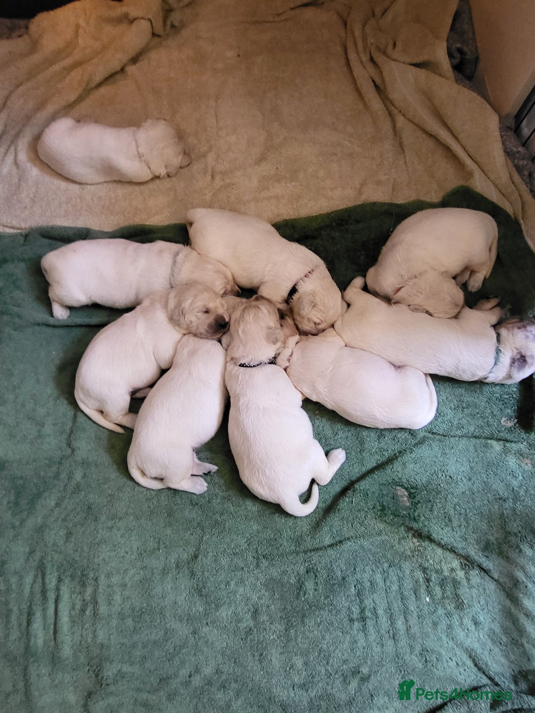 Golden Retriever dogs for sale: CHUNKY CREAM PUPPIES  - Image 2