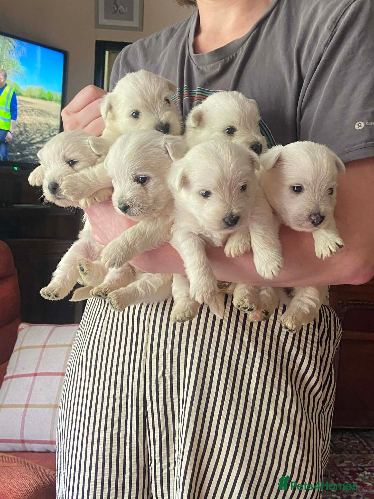 West Highland Terrier dogs 6 gorgeous puppies for sale  - Advert 1