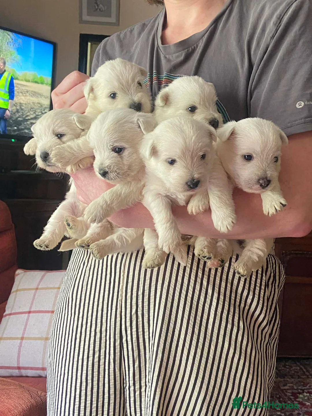 West Highland Terrier dogs for sale: 6 gorgeous puppies for sale  - Advert 1