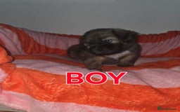 Shih Tzu dogs for sale: Shih tzu  - Image 15
