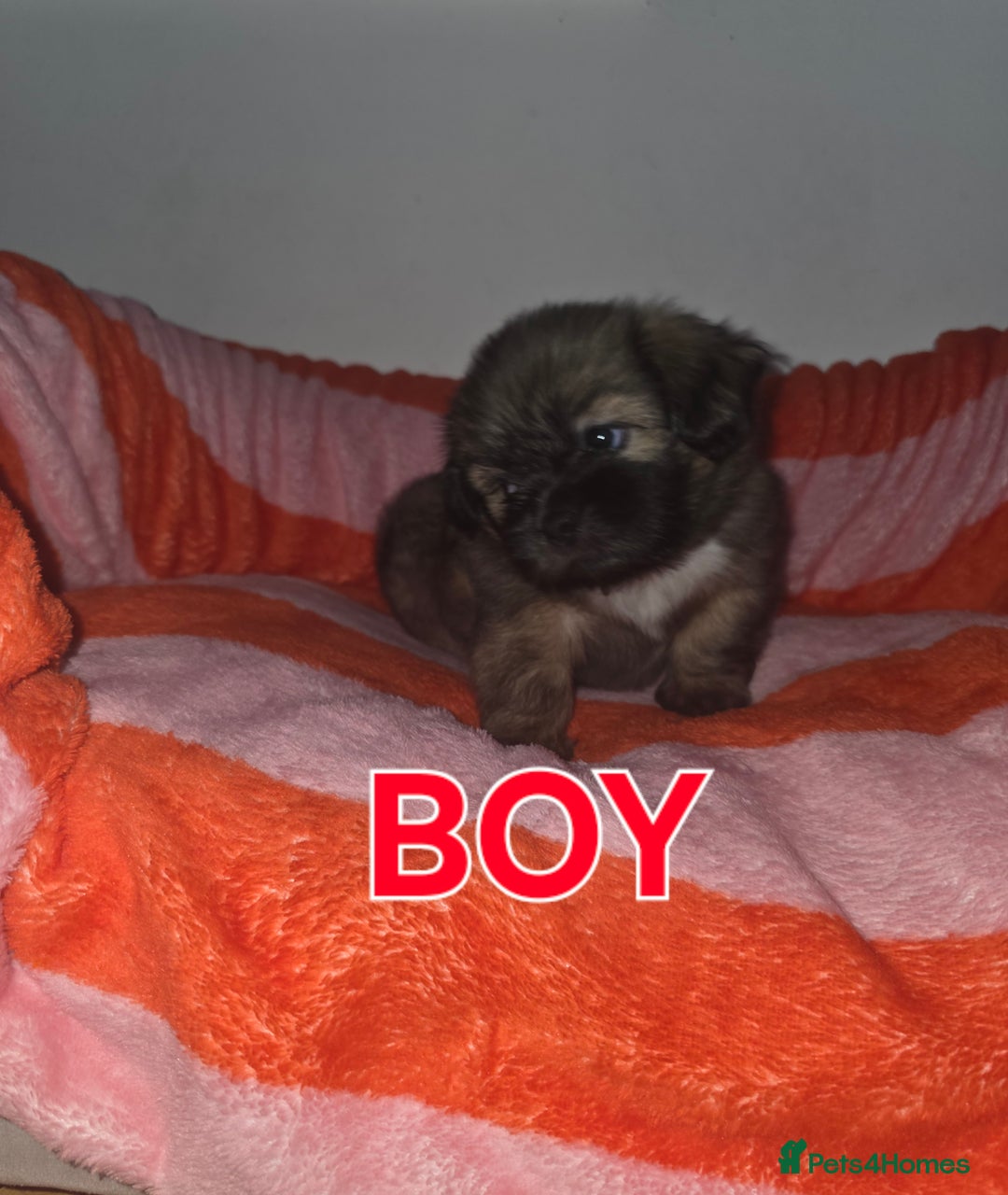 Shih Tzu dogs for sale: Shih tzu  - Image 15