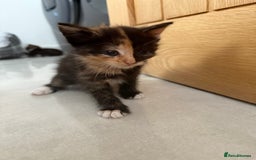 Mixed Breed cats for sale: Six loving kittens - 3 boys and 3 girls - Image 6