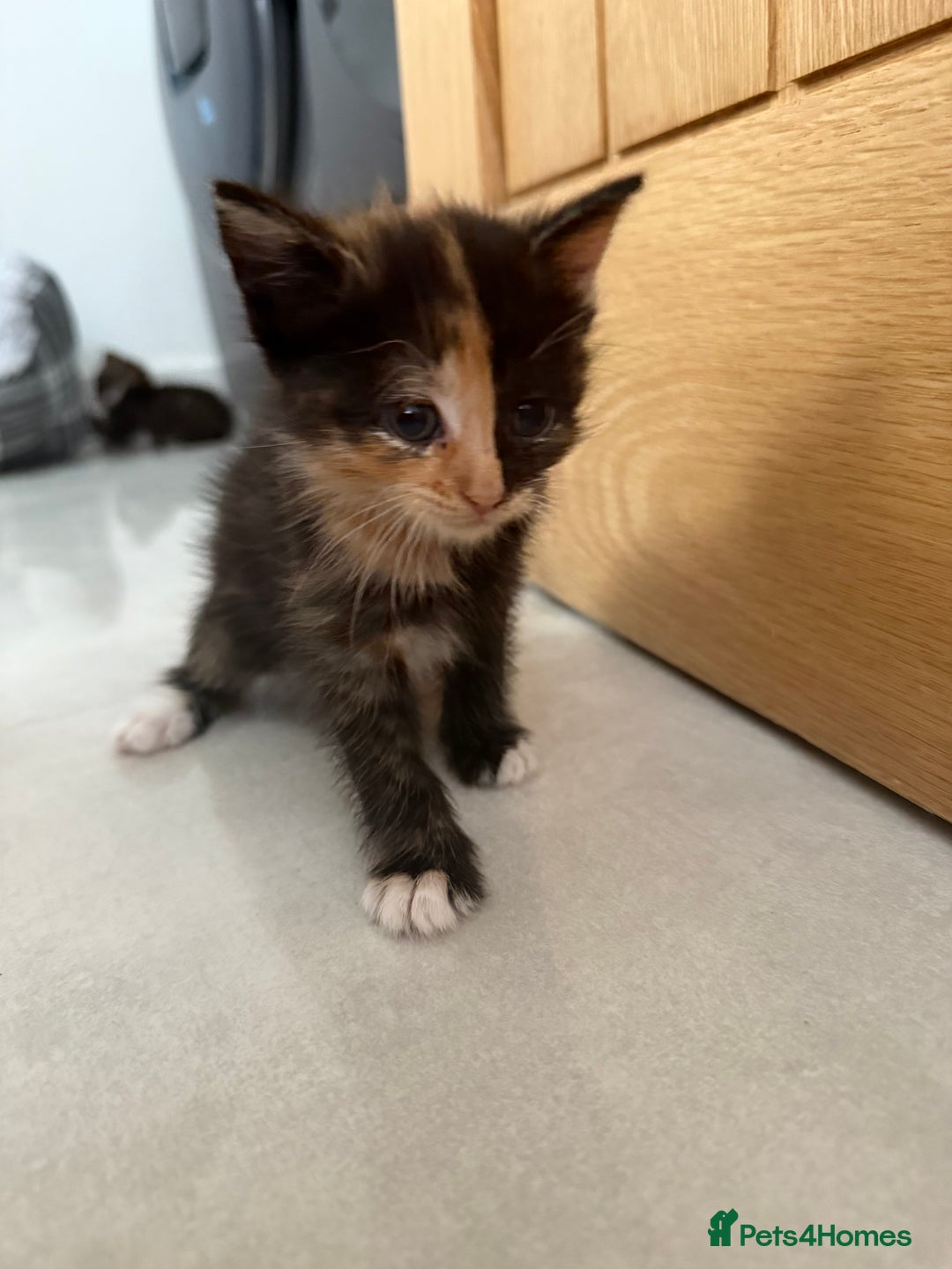 Mixed Breed cats for sale: Six loving kittens - 3 boys and 3 girls - Image 6