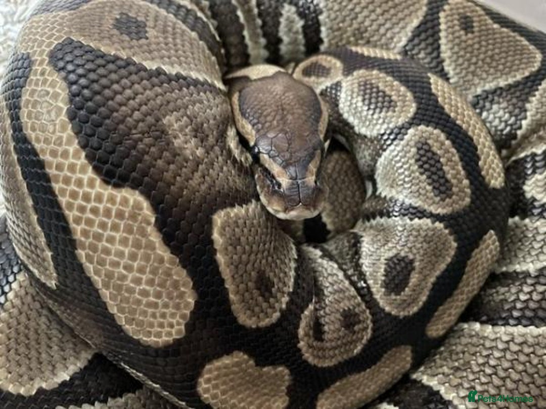Python Snake reptiles for sale: Female royal ball python with full set up  - Image 6