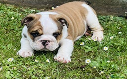 English Bulldog dogs for sale: LOGGERHEADS CHUNKY ENGLISH BULLDOG PUPPIES - Image 3